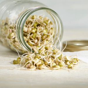 Sprouting Seeds