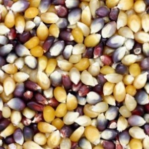 Popcorn Kernels - Rainbow - Organic