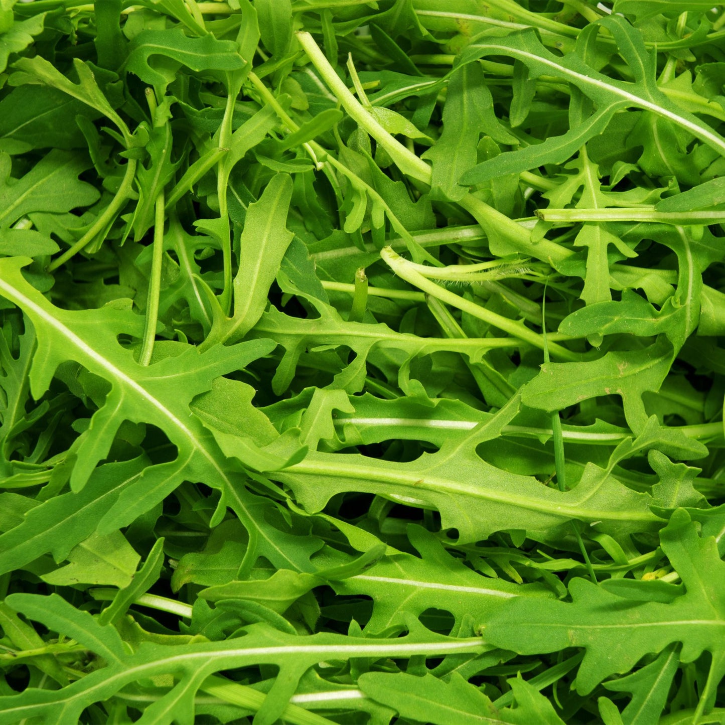 Arugula - Organic