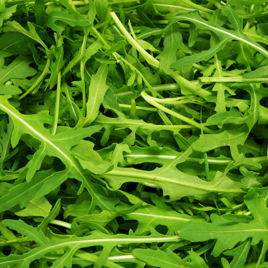 Arugula - Organic