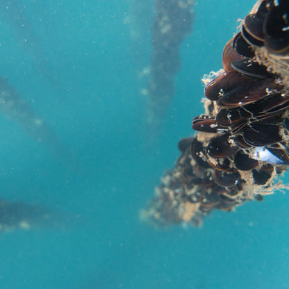 Mussels in Olive Oil - Lemon Herb