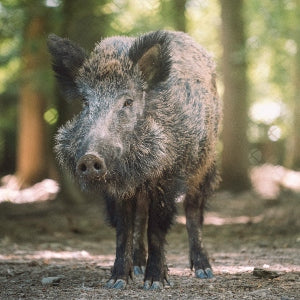 Wild Boar