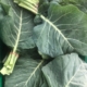 Chard