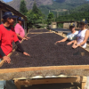 Women of the Vargem Grande Highlands of Alto Jequitibá, Caparaó, Minas Gerais roasting beans in the sun.