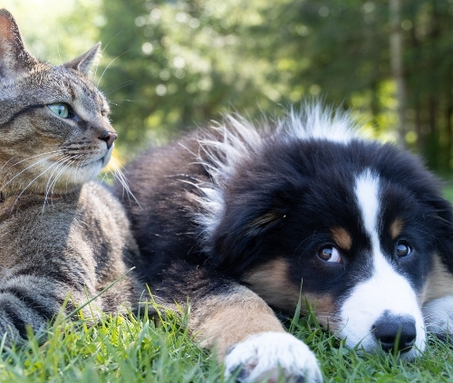 Cat and Dog