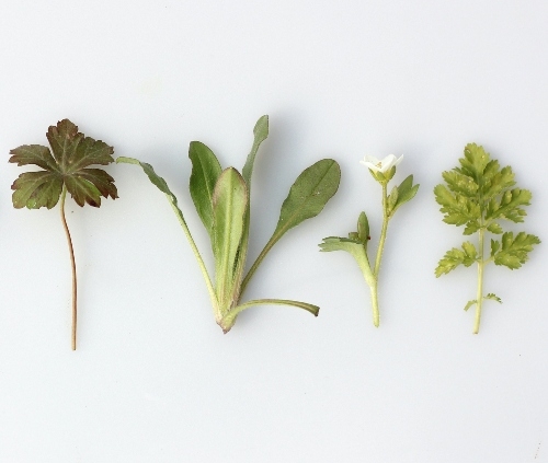 Various Herbs